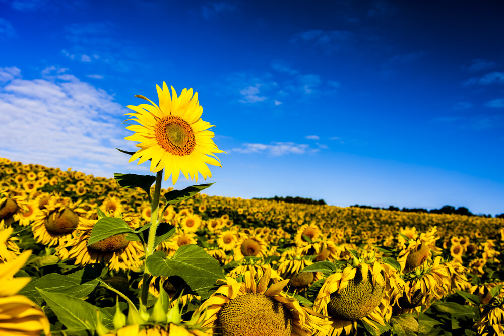 Sunflower2