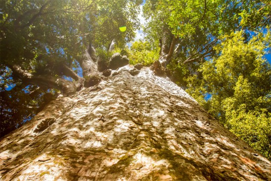 Tree growth